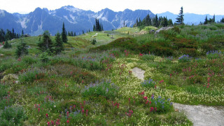 Grassy hill trail flowers mountains - a grassy hill free wallpaper