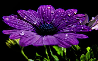 Purple flower water droplets macro 5 - a purple flower free wallpaper