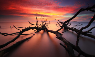 Sunset tree branch water red - anthony s waters free wallpaper