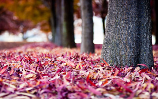 Autumn tree puzzle blurry figure - red leaf free wallpaper