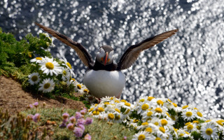 Bird cliff water daisies nature - a cliff free wallpaper