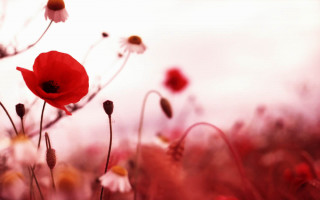 Flower field red rose blood - a field of flowers free wallpaper