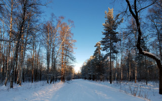 Snowy road forest blue sky - tree and snow free wallpaper