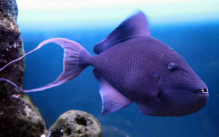 Purple fish aquarium rocks algaes - a hologram free wallpaper for desktop
