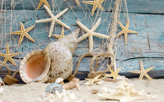 Sea shell starfish blue wood - photorealistic imagery free wallpaper for desktop
