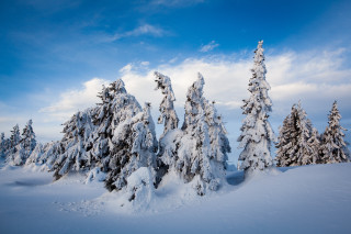 Snow covered trees blue sky - naturalism free wallpaper