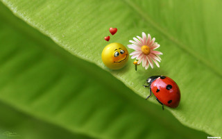 Ladybugs green leaf flower macro - macro art free wallpaper