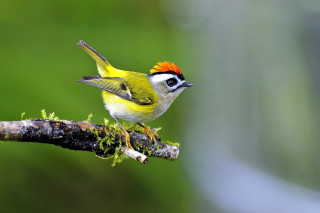 Small yellow bird red mohawk - a branch of a tree branch free wallpaper