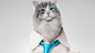 White cat blue tie character - a blue collar free wallpaper