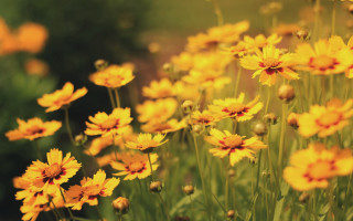 Yellow flowers autumn fire charcoal - a blurry background of trees and bushes free wallpaper