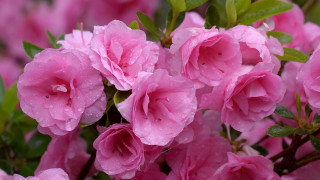 Pink flowers water droplets macro - a green stem free wallpaper