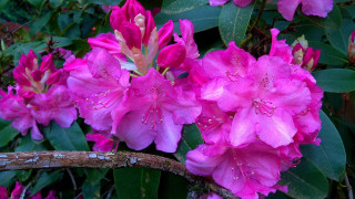 Pink flowers rain water droplets - rich vivid color free wallpaper