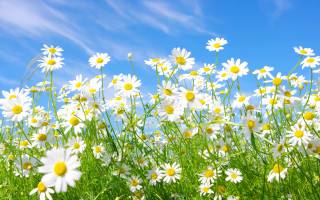 Daisy field blue sky clouds - a field of daisies free wallpaper