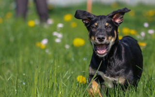 Dog laying grass open mouth - a person in the background free wallpaper
