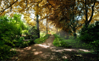 Sunlit park path bench trees - the background and sun free wallpaper