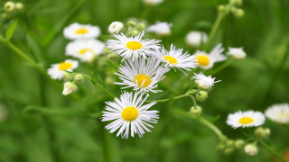 White flowers green field bokeh - yellow center free wallpaper