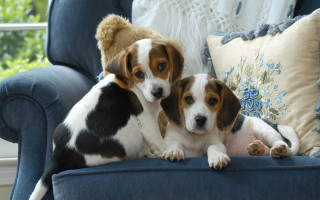 Two dogs blue couch teddy - a teddy bear free wallpaper