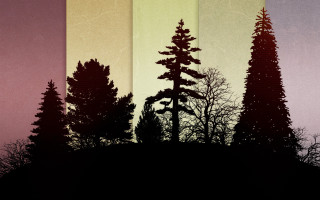 Trees grass sky stars forest - a group of trees free wallpaper