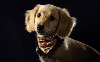 Dog bowtie glamor shiba inu - its neck free wallpaper