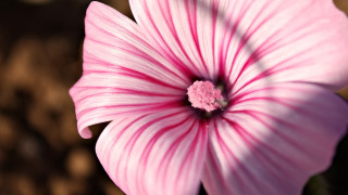 Pink flower white center brown - small free wallpaper
