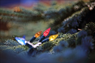 Little lights tree branch woods - little free wallpaper