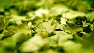 Leaves water drops blurry background - art green free wallpaper