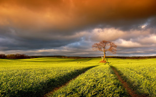 Lone tree field cloudy sky 32 - a lone tree free wallpaper