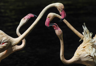 Flamingos neck touch kitsch macro - their neck free wallpaper