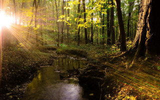 Forest stream sunshine cityscape bridge - a stream free wallpaper