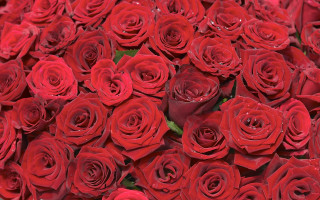 Red roses macro flower bouquet - red rose free wallpaper