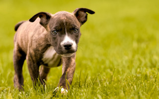 Small brown white dog field - a ball free wallpaper
