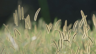Grass blurry background tiltshift nature 2 - a blurry background of the grass free wallpaper
