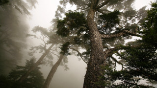 Foggy forest bench mist autumn - caspar david friedrich free wallpaper