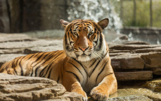 Tiger waterfall rocks tree blurry - a tiger free wallpaper