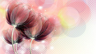 Flower closeup colorful bubbles lights - a place free wallpaper