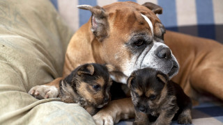 Dog puppies couch cute blurry 2 - two puppy free wallpaper
