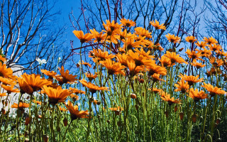 Orange flowers sunset trees blue - orange flower free wallpaper