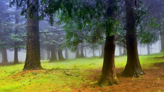 Australian tonalism forest matte painting - the ground and grass free wallpaper