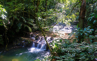 Tropical waterfall jungle stream plants - a small waterfall free wallpaper