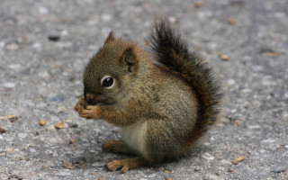 Squirrel surprised eating cute nature - a squirrel free wallpaper