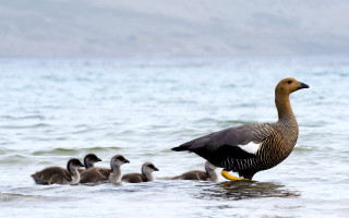 Ducklings ocean mountains wildlife ecological - the water together free wallpaper