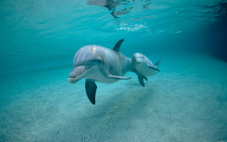 Dolphin ocean swimming bubbles horizon - its head above the waters surface free wallpaper