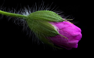 Pink flower green stem white - a white tip free wallpaper