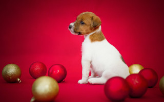 Puppy christmas red background ornaments - a puppy free wallpaper