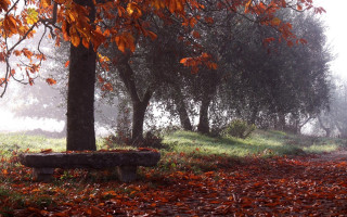 Forest bench autumn fog magic - leaf and trees free wallpaper