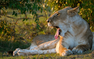 Lion yawning grass autumn wildlife - its tongue free wallpaper