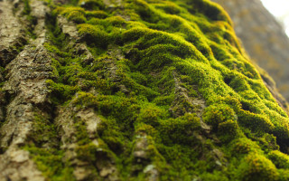 Moss tree trunk bird autumn - a small bird free wallpaper