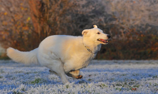 White dog running frosted field - its mouth free wallpaper