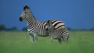 Zebras tallgrass blueSky trees outdoors - tall grass free wallpaper