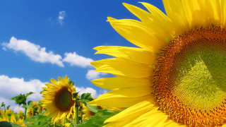 Sunflower blue sky clouds field - a blue sky in the background free wallpaper for desktop